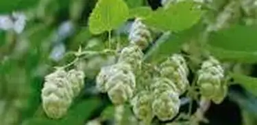 Cientistas desenvolvem novo método permite que extrair compostos aromáticos e bioativos do lúpulo com alta eficiência