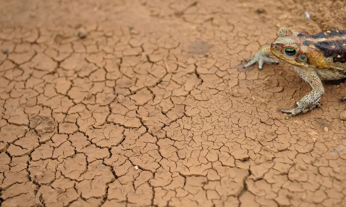 Nova Russas - Sapo cururu é visto próximo à cisterna durante período de seca na comunidade rural de Irapuá  (Fernando Frazão/Agência Brasil)