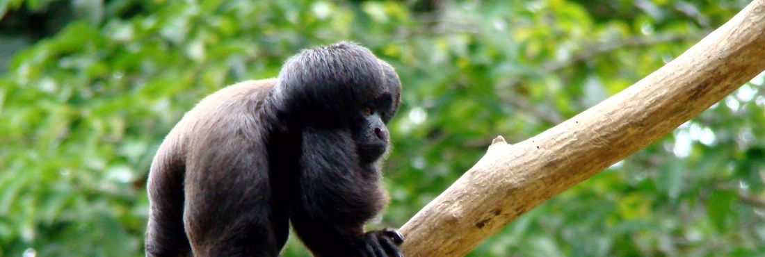 Macaco em extinção,  Cuxiú-preto