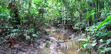 Riacho em meio à floresta, em Rondônia 
