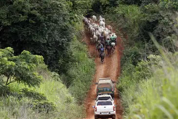 Operação para a retirada de gado ilegal na TI Apyterewa