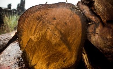 Toras de madeira extraídas ilegalmente da Terra Indígena Manoki apreendidas pelo Ibama (Marcelo Camargo/Agência Brasil)
