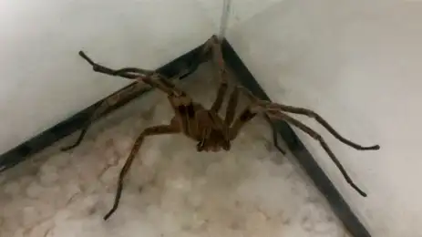 A aranha armadeira tem esse nome pela sua posição de defesa: ela se apoia sobre as pernas traseiras e ergue as dianteiras para dar o bote no possível agressor