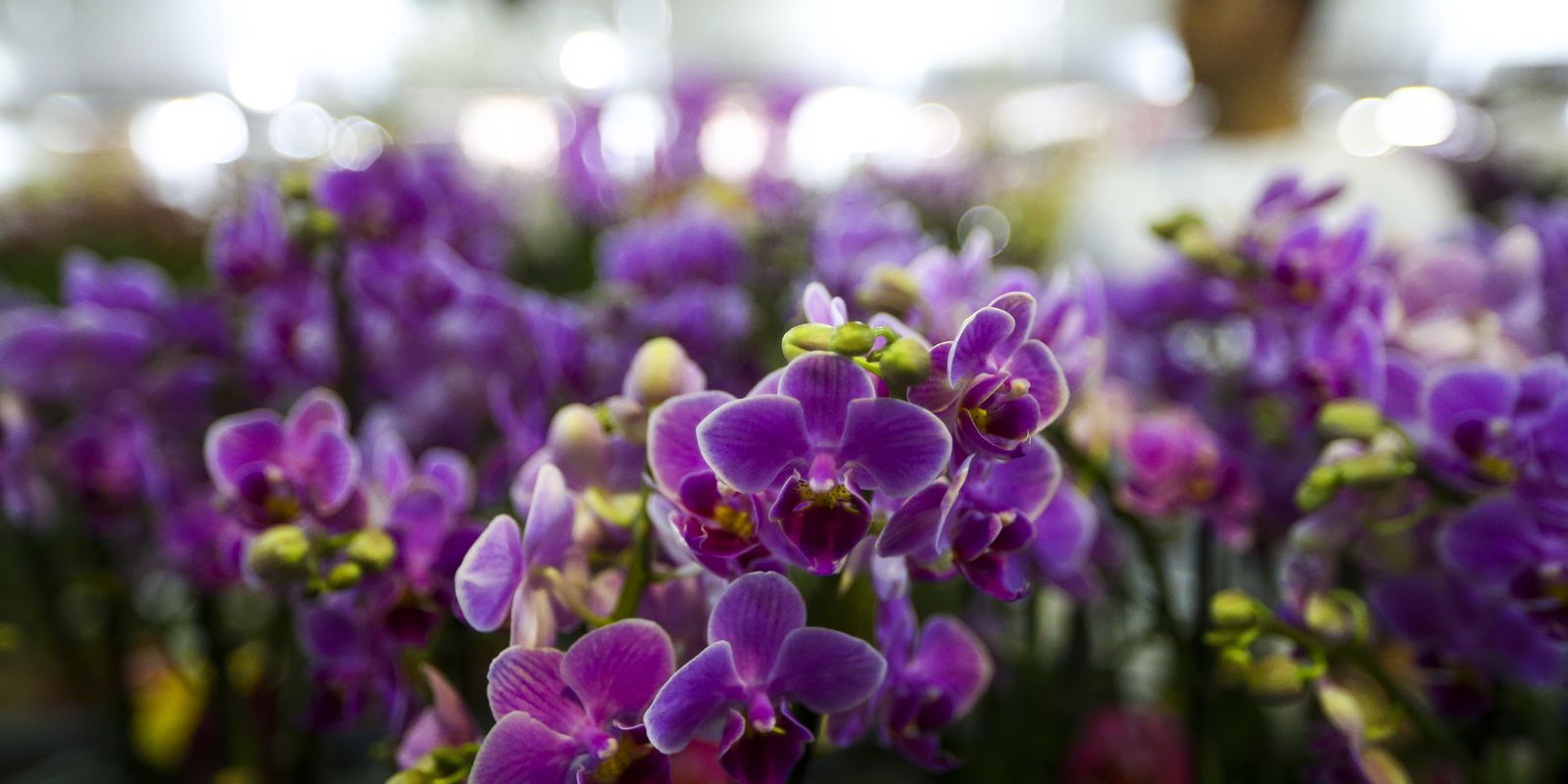 Setor de flores da Ceagesp estima aumento nas vendas para Dia das Mães |  Agência Brasil