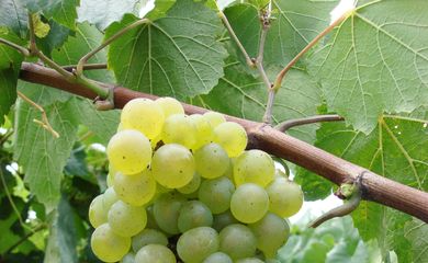 Pesquisadores da Embrapa avançam nos estudos para produção de uvas sem semente