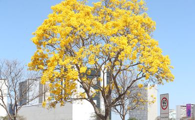 Floração de ipês-amarelos deixa ruas de Brasília mais coloridas nesta época do ano