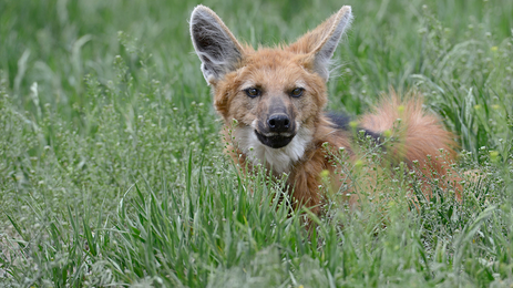 Lobo-guará é um dos animais ameaçados de extinção mostrados em &#039;Rastro dos Bichos&#039;