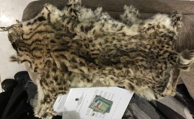Foram encontradas peles de animais na Operação Dia da Caça, da Polícia Federal