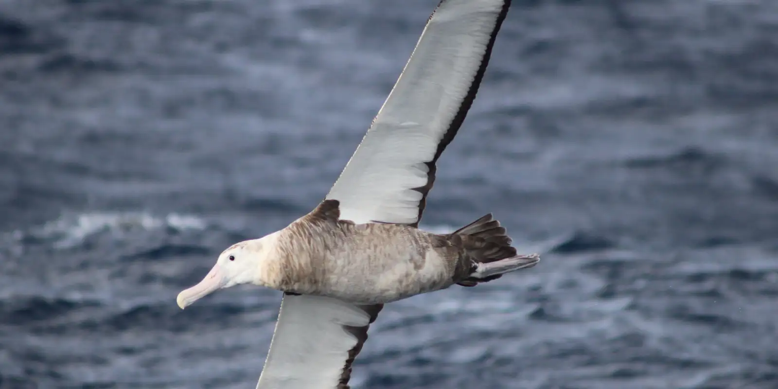 Albatroz-gigante está presente durante todo o ano em mares brasileiros