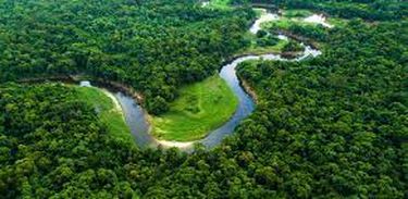 A grande riqueza do bioma Amazônia traz a matéria-prima de proteínas alternativas