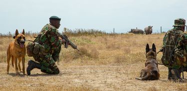 ães no Quênia participam de patrulha diária para proteger rinocerontes ameaçados pela caça ilegal