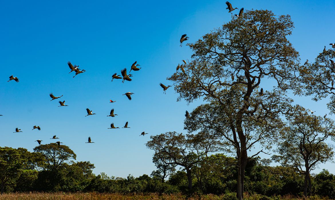 Arvoré Pantanal Matogrossense