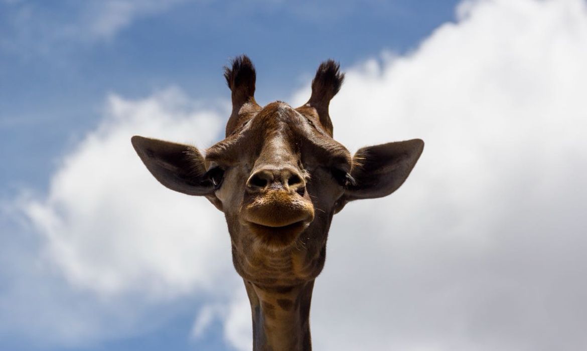 Girafa Yvelise, do Zoológico de Brasília, morreu neste domingo, 25 de março de 2018