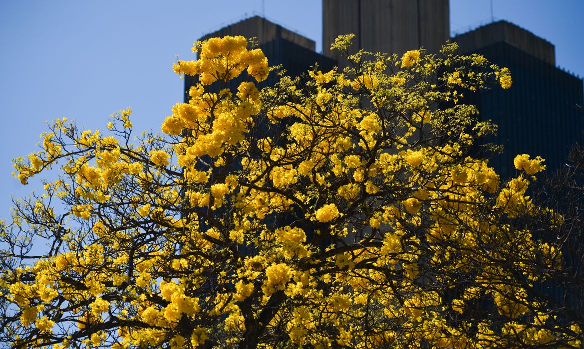 Brasília - Floração de ipês-amarelos deixa ruas de Brasília mais coloridas nesta época do ano (Marcello Casal Jr/Agência Brasil)