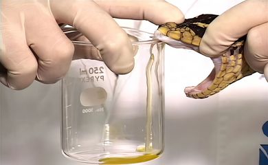 São Paulo (SP) - Extração de veneno de serpente peçonhenta para a fabricaçao do soro antiofídico. Foto: Instituto Vital Brasil