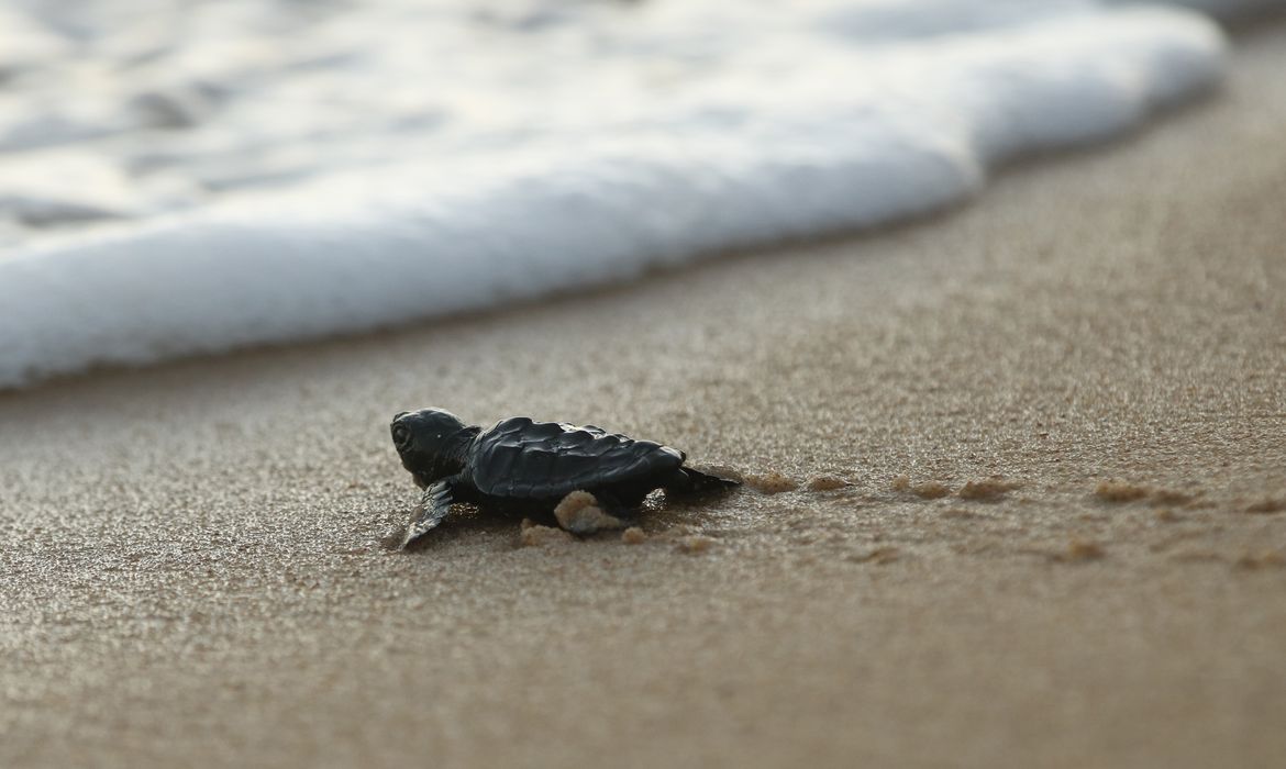  Soltura de filhotes pelo Projeto Tamar comemora marca de 40 milhões de tartarugas marinhas protegidas e devolvidas ao oceano. 