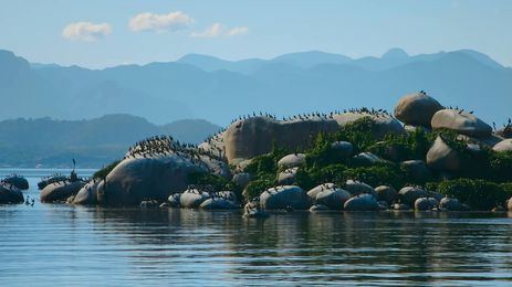 Biguás na Baía de Guanabara
