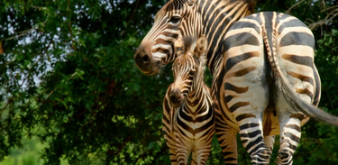 Animais Bebês: Algumas espécies já nascem tendo que aprender a correr de predador