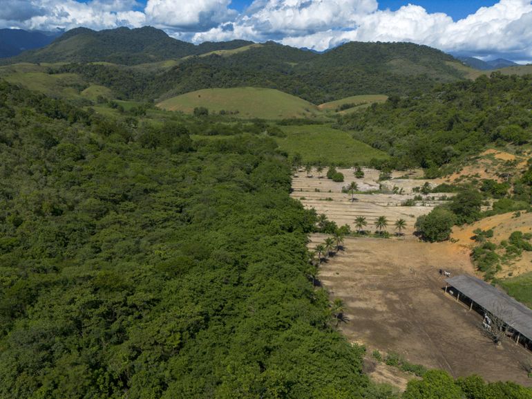 Cachoeiras de Macacu (RJ) 25/11/2024 - Vista de antiga área de pasto, à esquerda, reflorestada pelo Projeto Guapiaçu na Fazenda Vital Brazil para restauração da Mata Atlântica. Foto: Fernando Frazão/Agência Brasil
