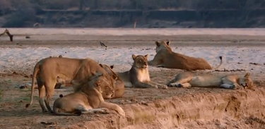 Série O País do Grande Felino exibe a rotina dos leões na selva