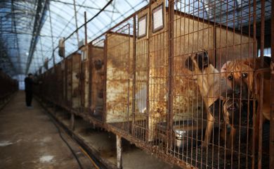 Cães em suas jaulas em fazenda de criação de cães para produção de carne de cachorro para consumo humano em Hwaseong, na Coreia do Sul
21/11/2023 REUTERS/Kim Hong-Ji