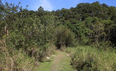 Trilha do Parque Natural Municipal Varginha, no bairro Chácara Santo Amaro.