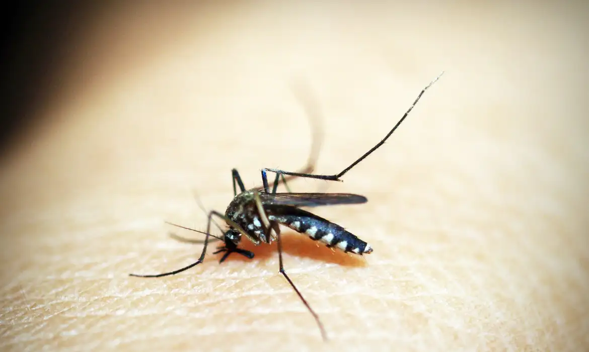 Mosquito da Dengue, Aedes Aegypti, picada, malária. Foto: 41330/Pixabay