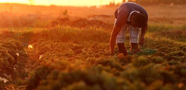 Homem colhe hortaliças em uma plantação