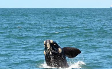 Baleias, Franca, Austral