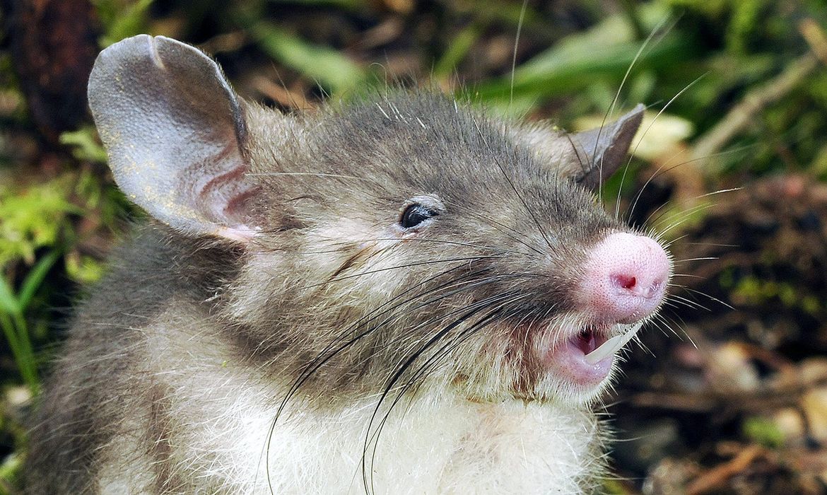 O rato, de nome Hyorhinomys stuempkei, foi descoberto na Indonésia