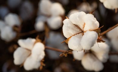 Colheita de algodão. Foto: Wenderson Araujo/Trilux