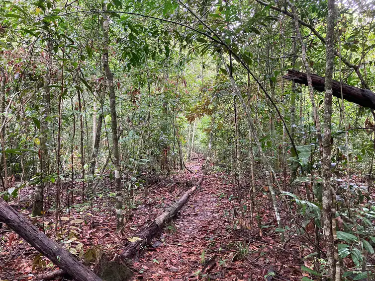 Fazenda Tanguro - laboratório de pesquisa a céu aberto - Querência- MT. Foto:  Fabiola Sinimbu/Agência Brasil