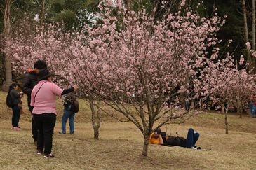 42ª Festa das Cerejeiras no Parque do Carmo, Zona Leste de São Paulo. -Rovena Rosa/Agência Brasil