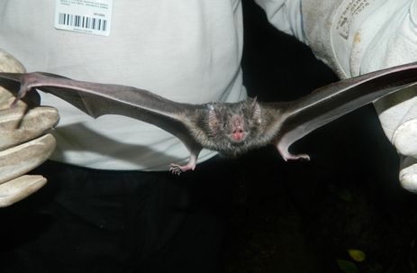 Aumentam, em Salvador, casos de ataques de morcegos da espécie Desmodus rotundus a seres humanos