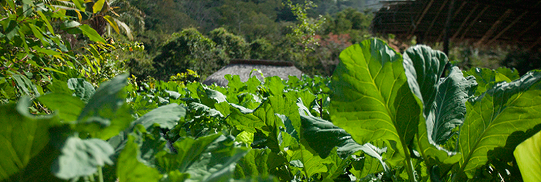 Agrofloresta é a integração em um mesmo espaço entre agricultura e floresta. O produtor agroflorestal orgânico Juã Pereira, de Brasília - DF, desenvolve a um ano um projeto de planejamento sustentável para a Aldeia Multiétnica
