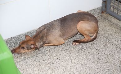 Cachorro Vini está para adoção