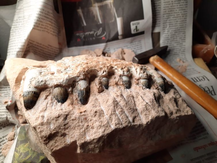 Parte de mandíbula de Peirosauridae encontrada em obras em rodovia de São Paulo.