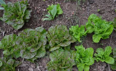 Produção de alimentos orgânico cultivados no acampamento Comuna da Terra Irmã Alberta, em Perus, zona norte de São Paulo.