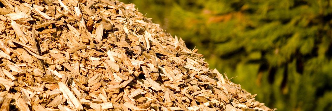 Biomassa florestal