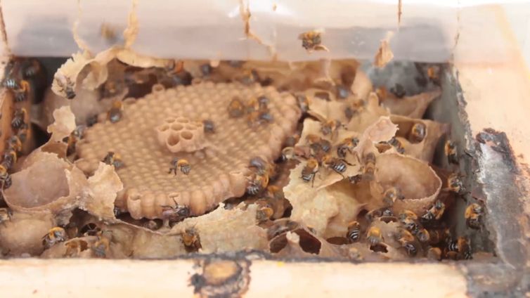Agro Nacional - abelhas sem ferrão