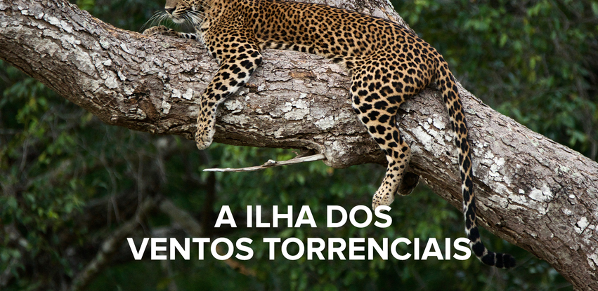 Conheça os maiores leopardos do mundo em "A ilha dos ventos torrenciais"