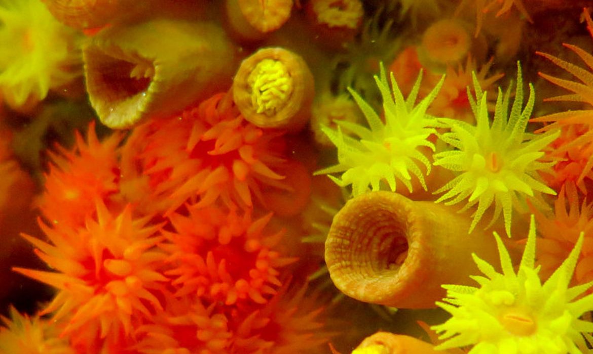 corais, biodiversidade marinha                      