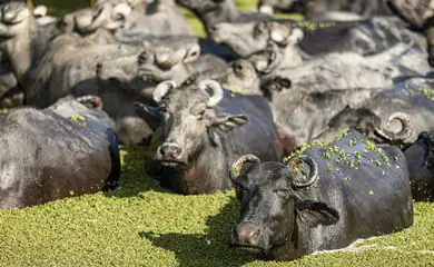 Soure (PA), 10/10/2025 - Búfalos na Fazenda Mironga. A fazenda produz queijos do leite de búfala e promove o turismo de experiência com o animal símbolo da Ilha de Marajó. Foto: Marcelo Camargo/Agência Brasil