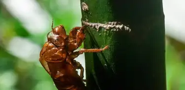 Saiba o que o canto das cigarras nos revela nesta época de eclosão desses insetos