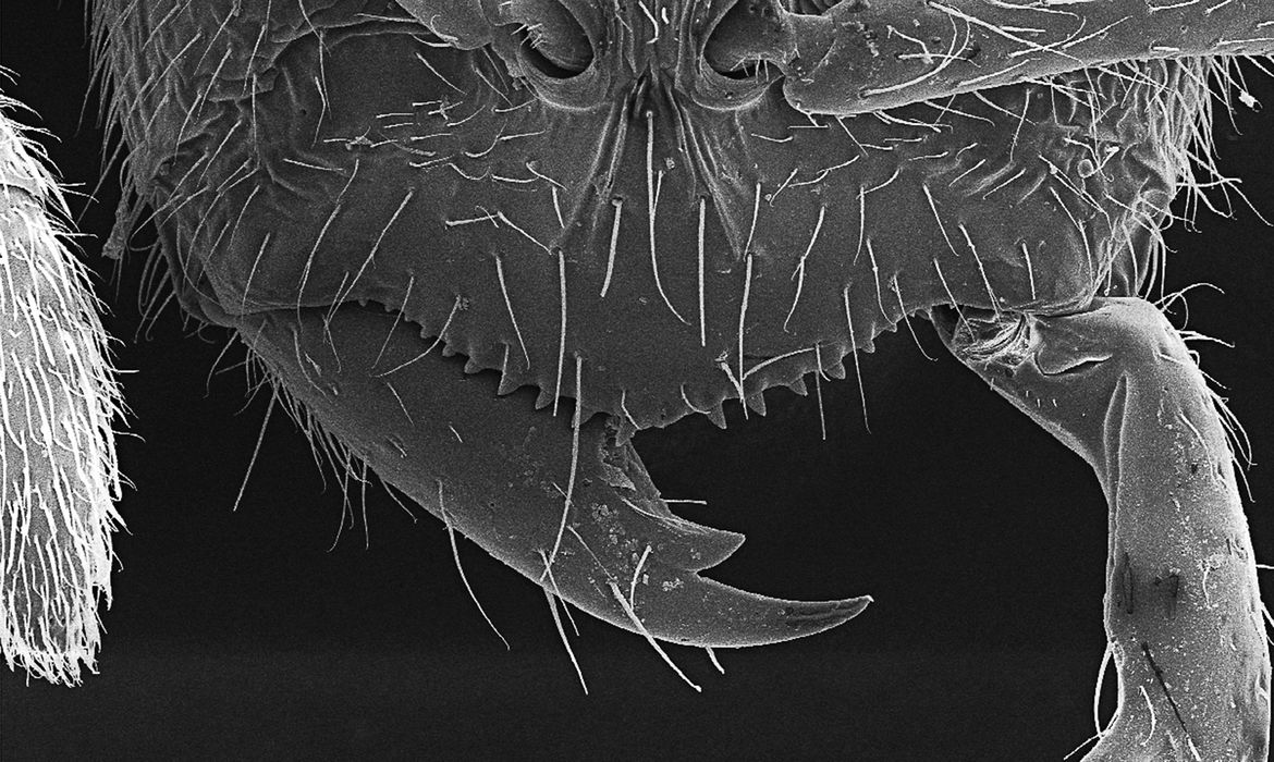 Foto registra descoberta de novas espécies de formiga.