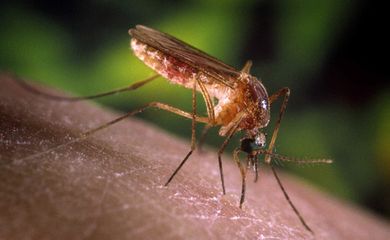 Brasília (DF), 01/10/2024 - Mosquito pernilongo e muriçoca Culex.  Foto: Fiocruz/Divulgação