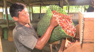 Caminhos da Reportagem - Guaraná, os olhos da Amazônia - o uso de máquinas facilitou o processamento para os produtores