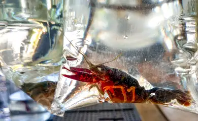Rio de Janeiro (RJ), 19/03/2023 - Apesar de proibição, lagostim-vermelho (Procambarus clarkii) é vendido livremente em feira do Rio de Janeiro. Foto:Vitor Abdala/Agência Brasil