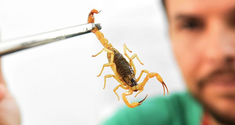 O ministério não recomenda o uso de produtos químicos como pesticidas para o controle de escorpiões