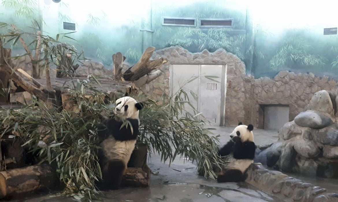Chengdu-China - Pandas de 2 anos se refugiam do calor em instalações com ar condicionado na Base de Pesquisa e Reprodução dos Pandas Gigantes de Chengdu, capital da província de Sichuan (Ana Cristina Campos/Agência Brasil )
